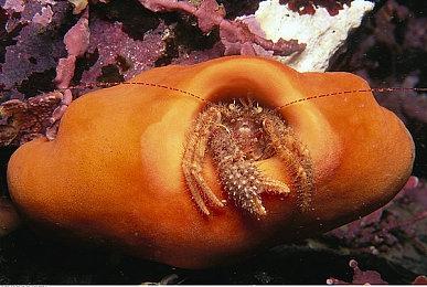 《生化危机：欢迎来到浣熊市》角色预告 介绍克里斯·雷德菲尔德